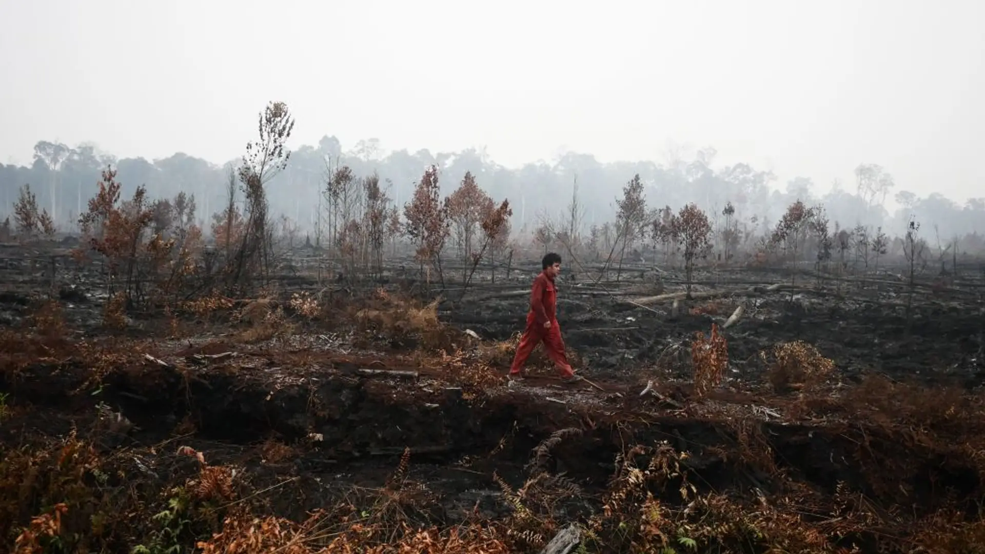 Groźne pożary w Indonezji. Orangutany są zagrożone, a małe zwierzęta płoną żywcem