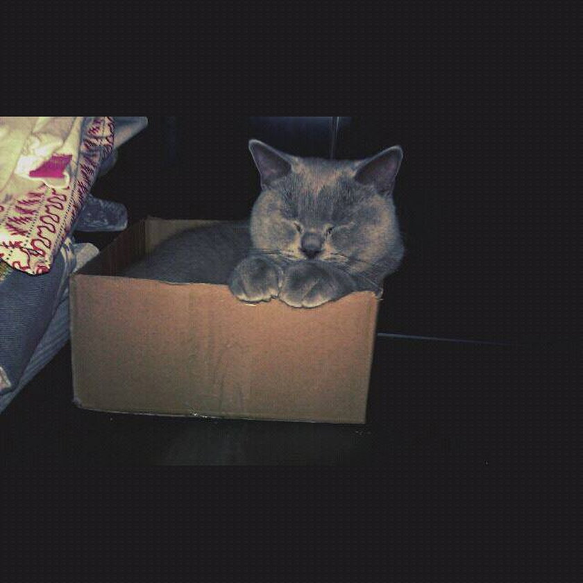 Kotek w pudełku