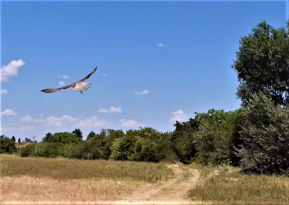 Zbrinute ptice vraćene u prirodu
