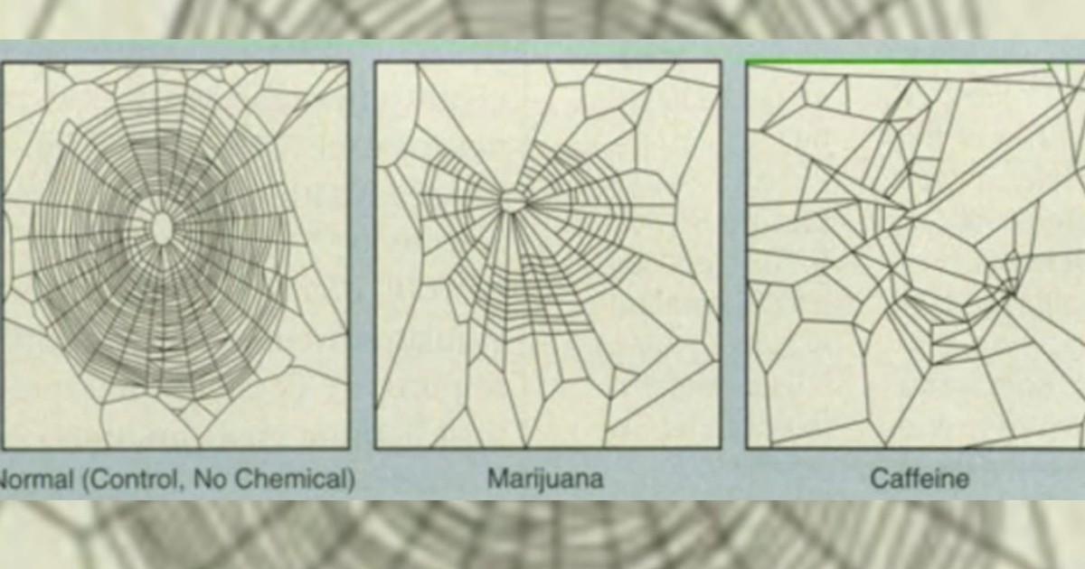 An old NASA study gave spiders drugs to see how it affected