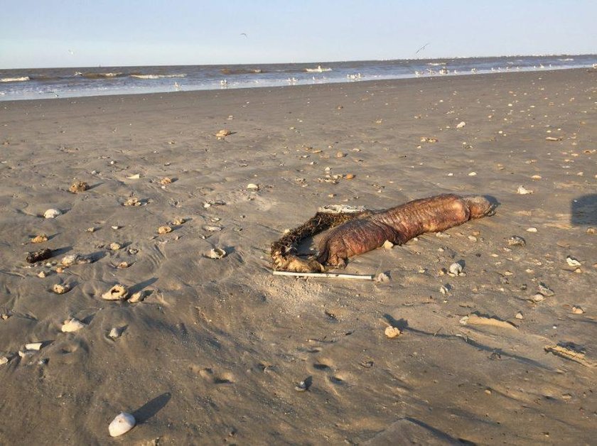 Tajemniczy stwór na plaży w Texas City