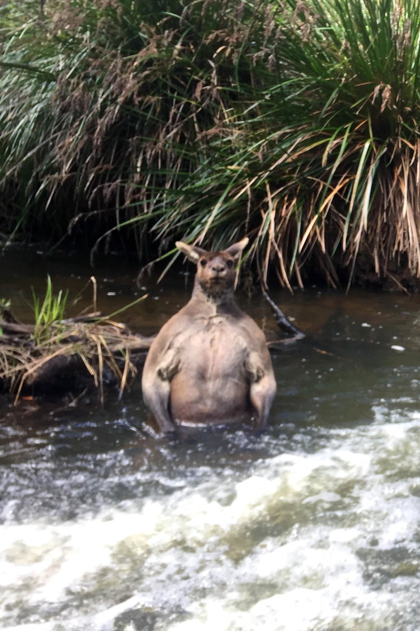 Australijski kangur-kulturysta