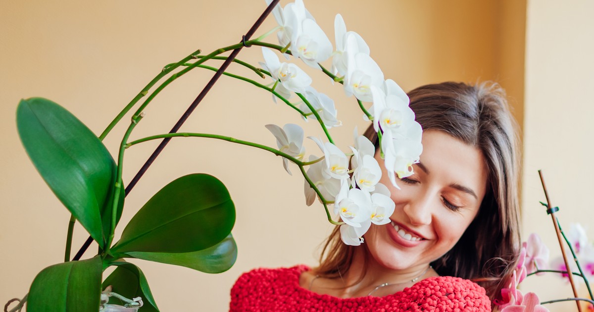 Elszárad az orchideád levele? Ledobja virágait? Van megoldás a bajra, mutatjuk