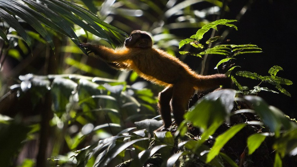 Polski oddział WWF został partnerem premiery kinowej przygodowego filmu „Amazonia. Przygody małpki Sai”, który zabiera widzów na wyprawę w głąb największej dżungli na Ziemi, pełnej naturalnych cudów i harmonii. Organizacja doceniła ekologiczne przesłanie filmu i jego edukacyjne walory, które sprawiają, że młody widz uczy się amazońskiej puszczy od zera w sposób, jakiego nie zastąpi ani szkolny podręcznik ani Internet. Jeden seans filmu „Amazonia. Przygody małpki Sai” to więcej niż lekcja przyrody, wycieczka do zoo i warsztaty ekologiczne.