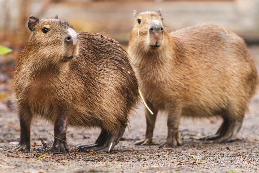 Nowe samiczki pojawiają się już na wybiegu