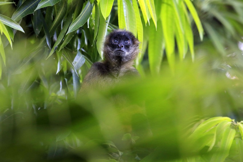 Krčenje tropskih šuma faktor rizika