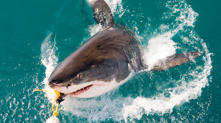 Nem jó ötlet megküzdeni egy cápával/Illusztráció: Shutterstock