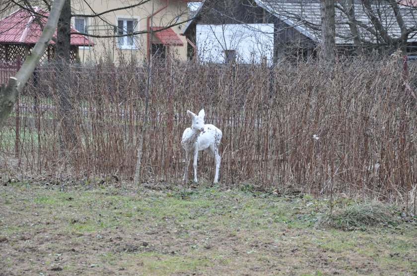 Sarna albinos w Polsce!