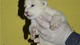 Tündéri:megszületett Szegeden a cuki fehér oroszlán, Szonja