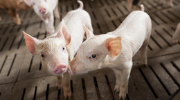 Naukowcy wyhodują świnię z ludzką trzustką?