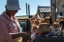 Na tej japońskiej wyspie żyje więcej kotów niż ludzi. Kocia wyspa jest dziś celem turystów