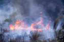   Spłonęło 20 tys. ha lasów
