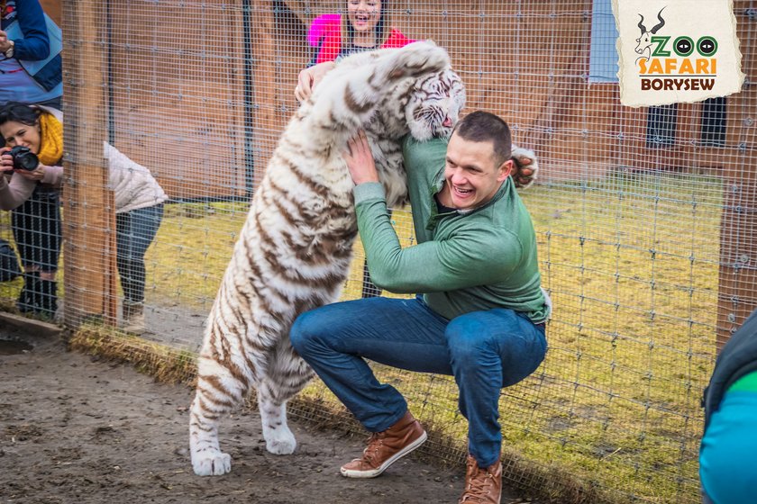 Artur Szpilka i Andrzej Wawrzyk bawili się z tygrysami