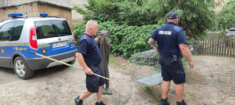 Strażnicy Miejscy weszli do rzeki. Potrzebna była pomoc