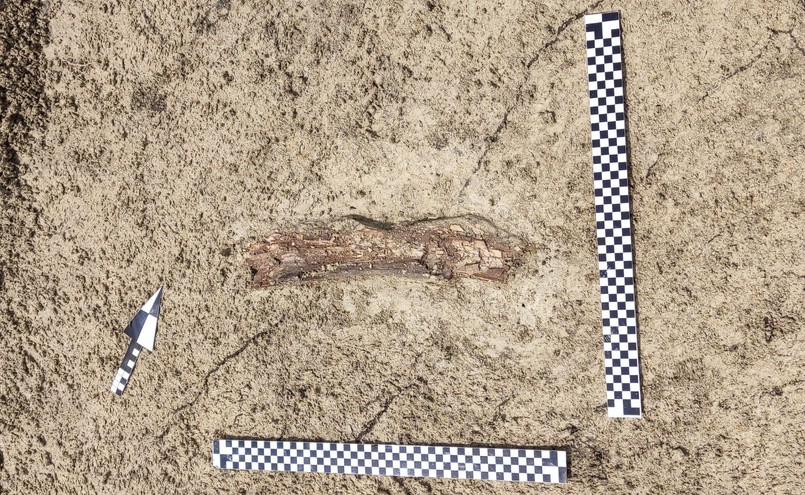 Kości mamuta odkryli archeolodzy w trakcie badań wykopaliskowych w pobliżu Zamościa, gdzie wkrótce rozpocznie się budowa drogi ekspresowej S17