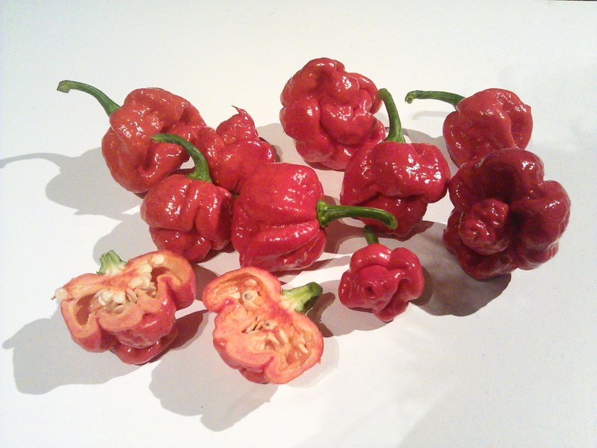 Papryka Trinidad Moruga Scorpion