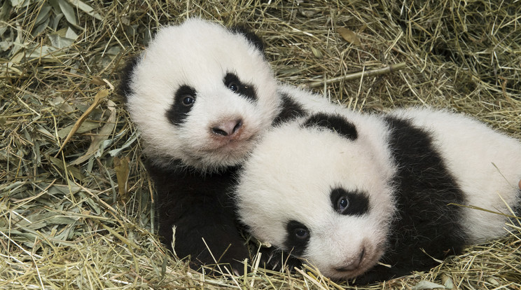 Birkózással foglalták el magukat a kis pandák / Illusztráció: Northfoto