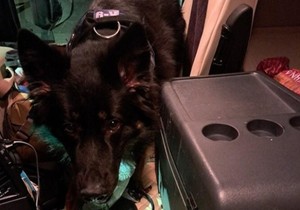 Pas pronašao kutiju sa novcem