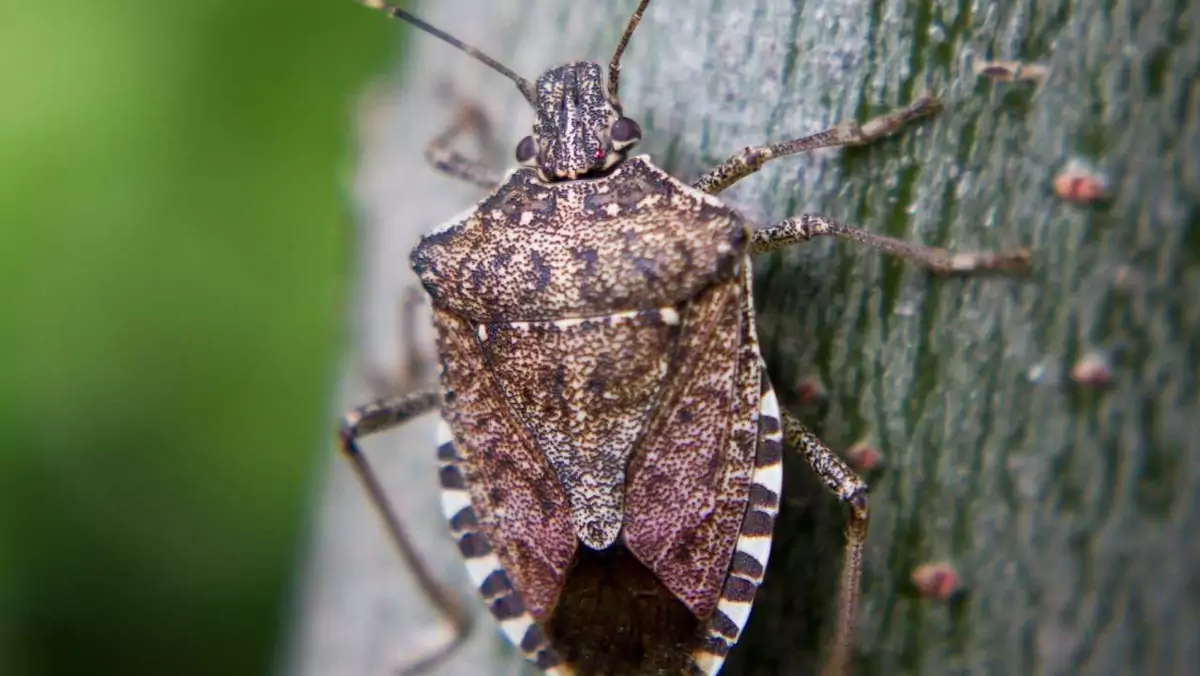 Halyomorpha halys