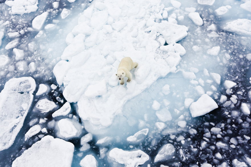 Niedźwiedź polarny na Svalbardzie