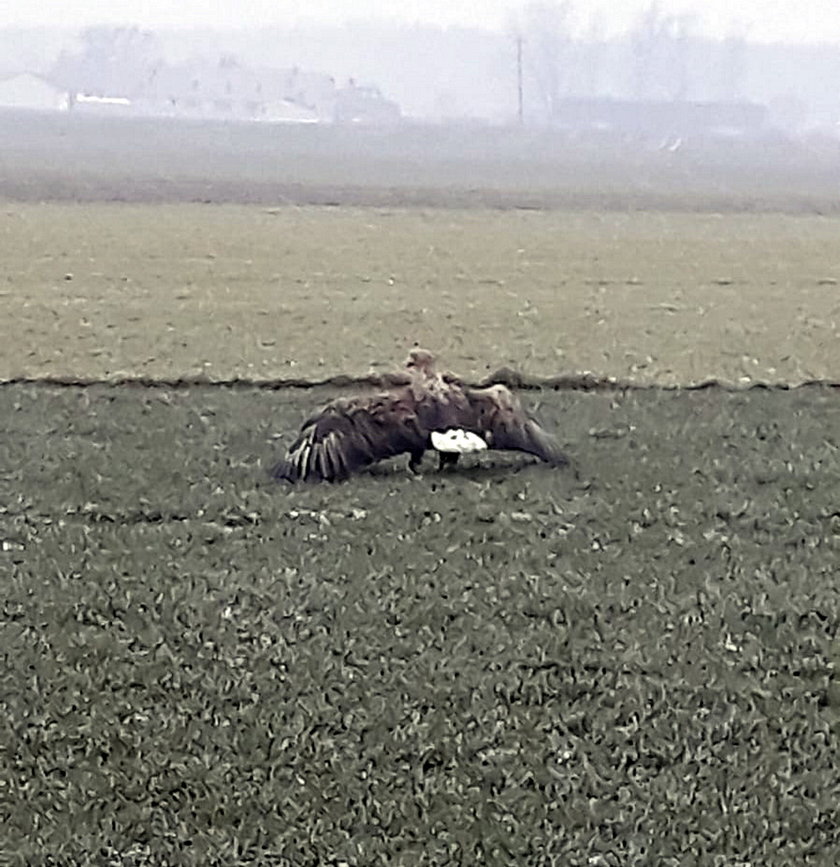 Bielik rażony prądem pod Łodzią