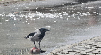 Zobaczył to na środku chodnika. Przerażony mieszkaniec pokazał zdjęcia