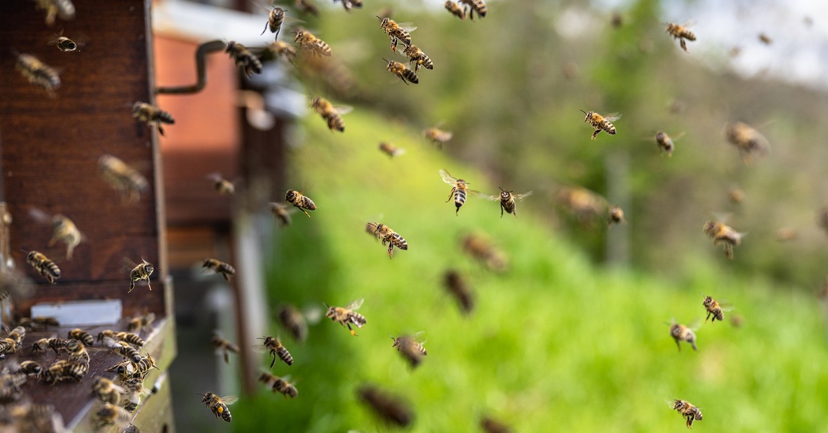 Kto jest właścicielem roju pszczół? Prawo pozwala mu wejść na cudzą działkę bez zgody jej właściciela