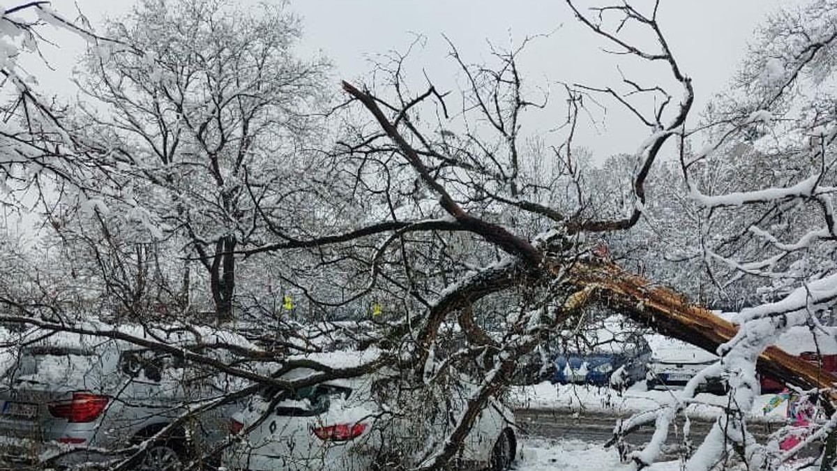 Palo drvo u 28 bloku