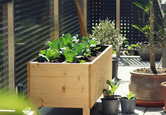 Zmień balkon w warzywną dżunglę. Rodzaje sałat, które możesz na nim uprawiać 