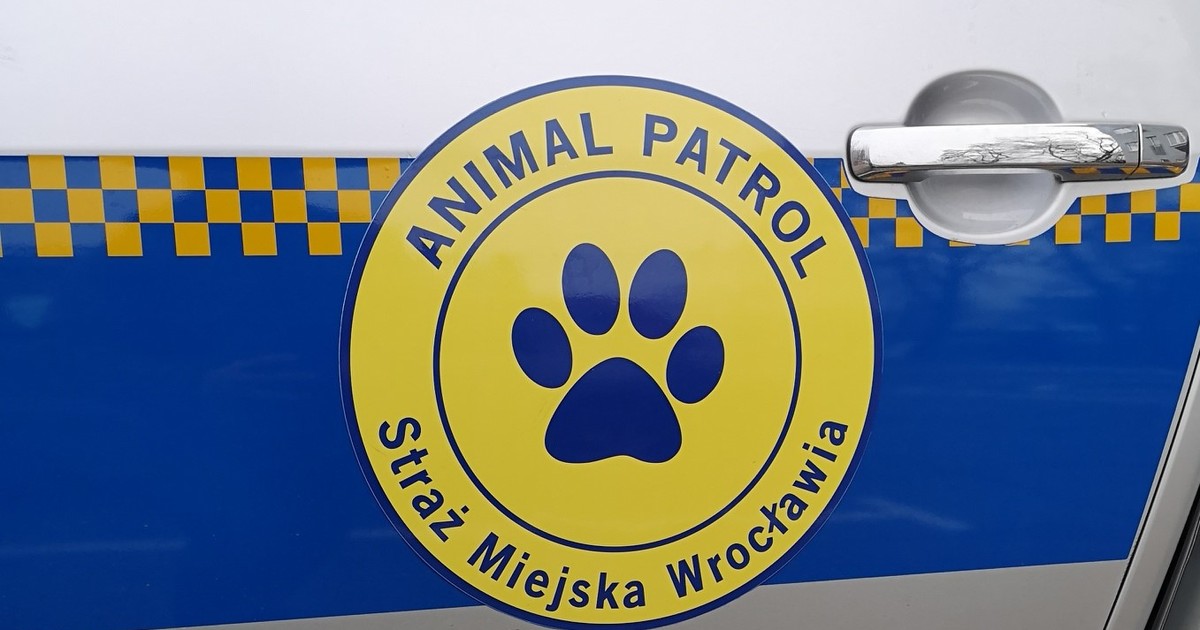Wrocław jak działa Animal Patrol Wiadomości