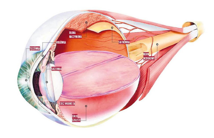 Tak zbudowane jest oko. 