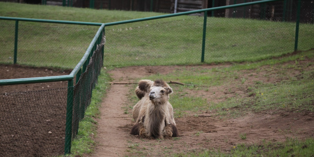 Napalony wielbłąd w zoo w Gdańsku