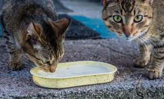 Bezdomne zwierzęta sprawiają gminom problemy – także przy tworzeniu uchwał
