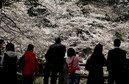 epa06622912 - JAPAN CHERRY BLOSSOMS BLOOM (Cherry blossoms bloom in Tokyo)