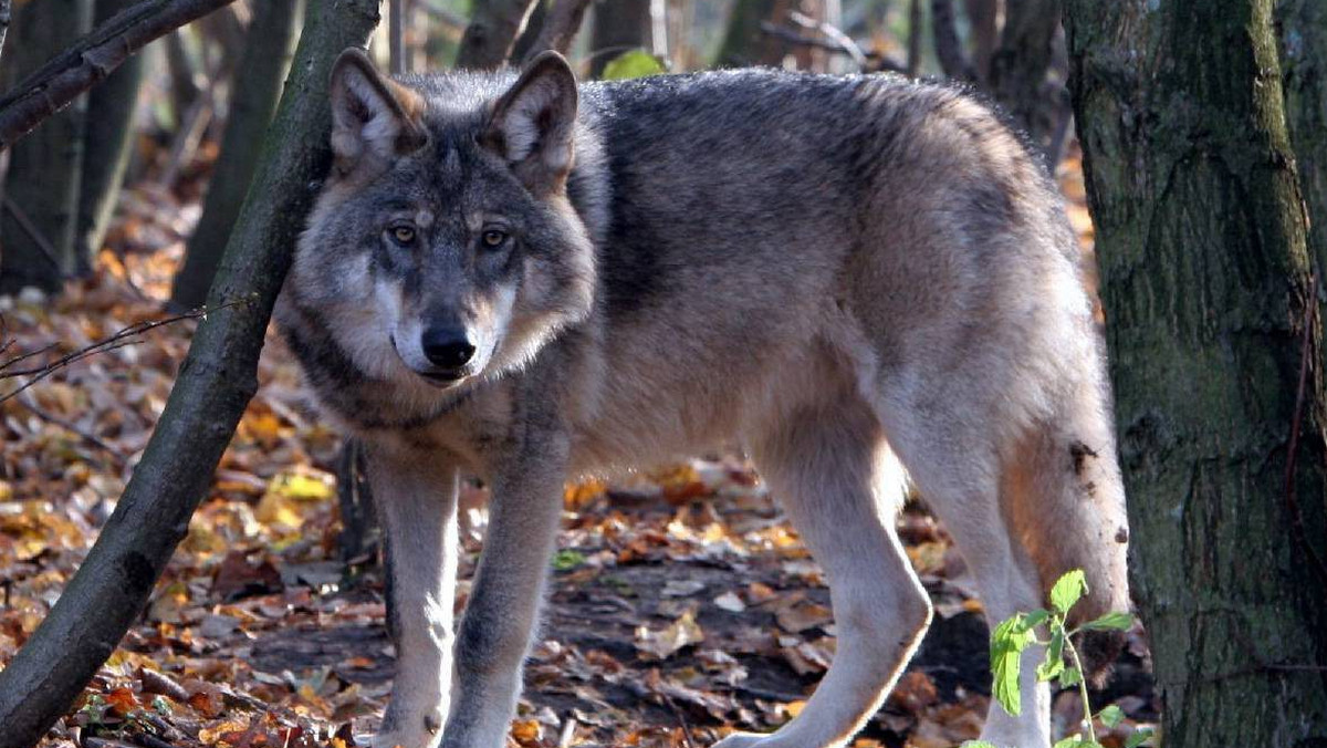 W Drogosławiu niedaleko Szubina w Kujawsko-Pomorskiem wilki zrobiły podkop pod siatką i dostały się na teren hodowli danieli. Zagryzły 20 zwierząt. To pierwszy taki przypadek w tych okolicach.