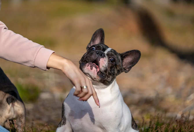 Francuski buldog ima najkraći životni vek