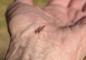 Komarci beže od mirisa limunove trave