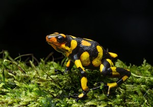 Harlekin žaba