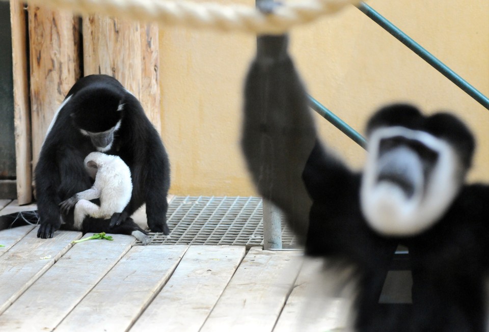 GDAŃSK ZOO OLIWA NARODZINY GEREZY