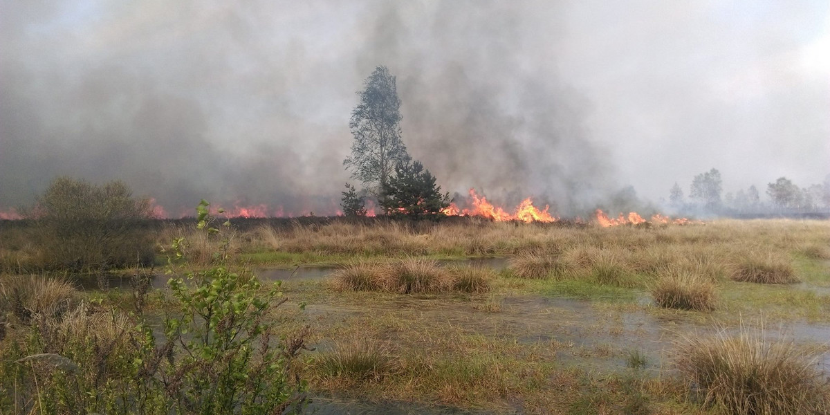 Pożar poligonu w Świętoszowie. Spłonęlo 40 hektarów 