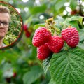 Uprawa malin staje się nieopłacalna? Plantator: nauczyliśmy się liczyć koszty