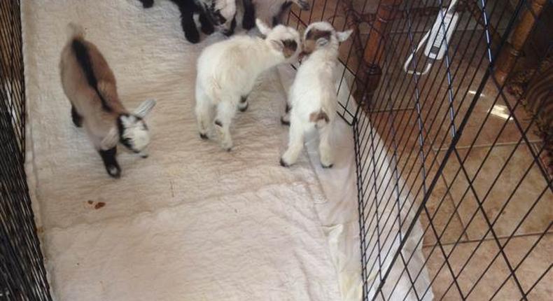 Four of these goat were stolen