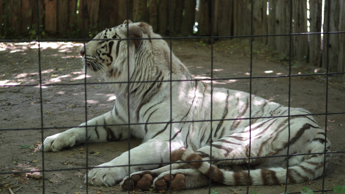 Policja regionu Hampshire została zaalarmowana doniesieniami o białym tygrysie bengalskim, którego widziano na polu w okolicach Southampton. Groźny tygrys okazał się rzeczywistych rozmiarów wypchaną zabawką.