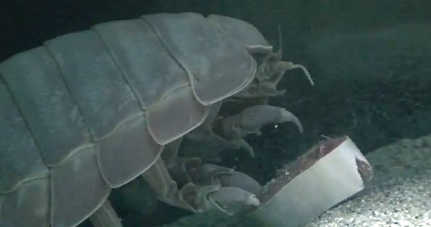 Mada četiri godine ništa nije jeo, Br. 1 ignoriše i najslasnije komade ribe