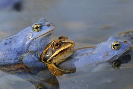 Moorfrosch, Moor-Frosch, Rana arvalis, moor frog