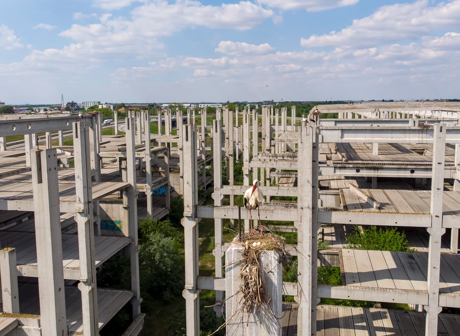 Novi Sad kolonija roda napusteno gradiliste foto Nenad Mihajlovic-09
