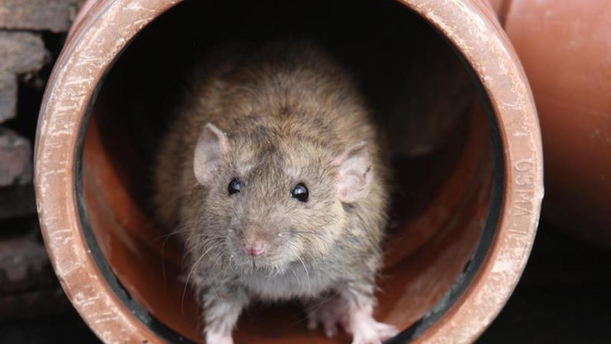Szczur w rynnie ściekowej