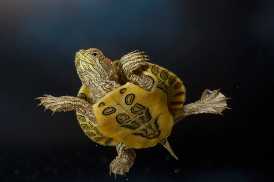 Kalifornijska kornjača