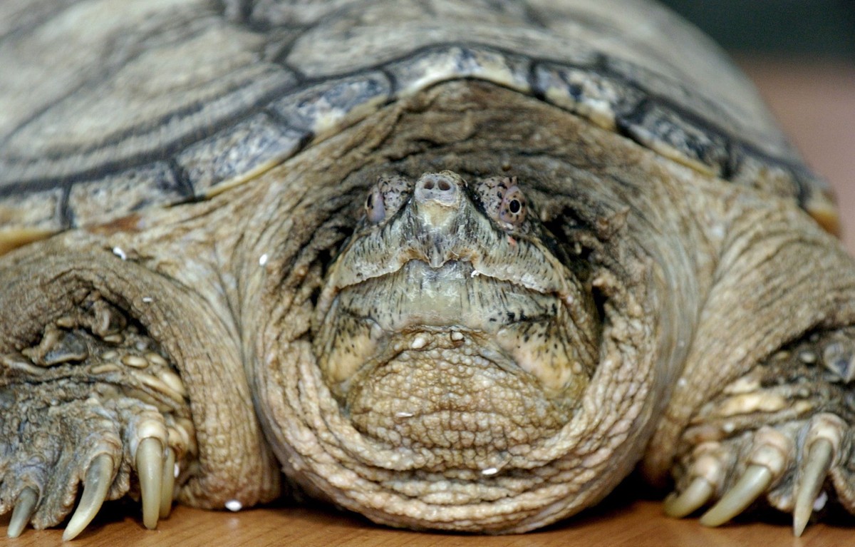 Żółw jaszczurowaty