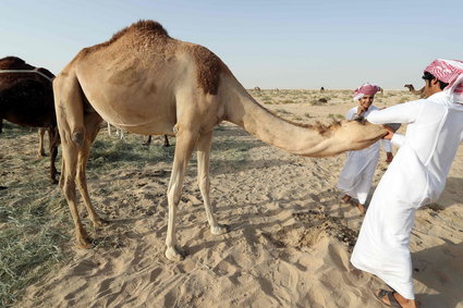 Wieści z Arabii Saudyjskiej trzęsą nastrojami na rynkach